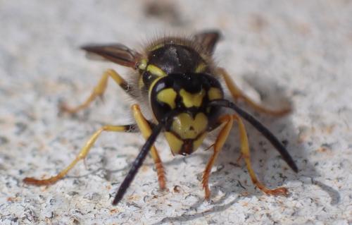 Réf. 336 268 : Vespula sp.